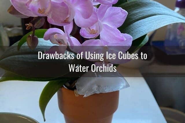 Mini Phalaenopsis plant with ice cube sitting in the pot