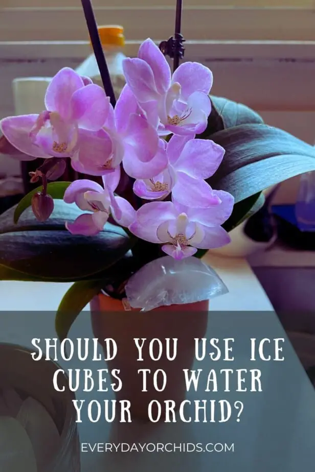 Mini Phalaenopsis orchid watered with ice cubes