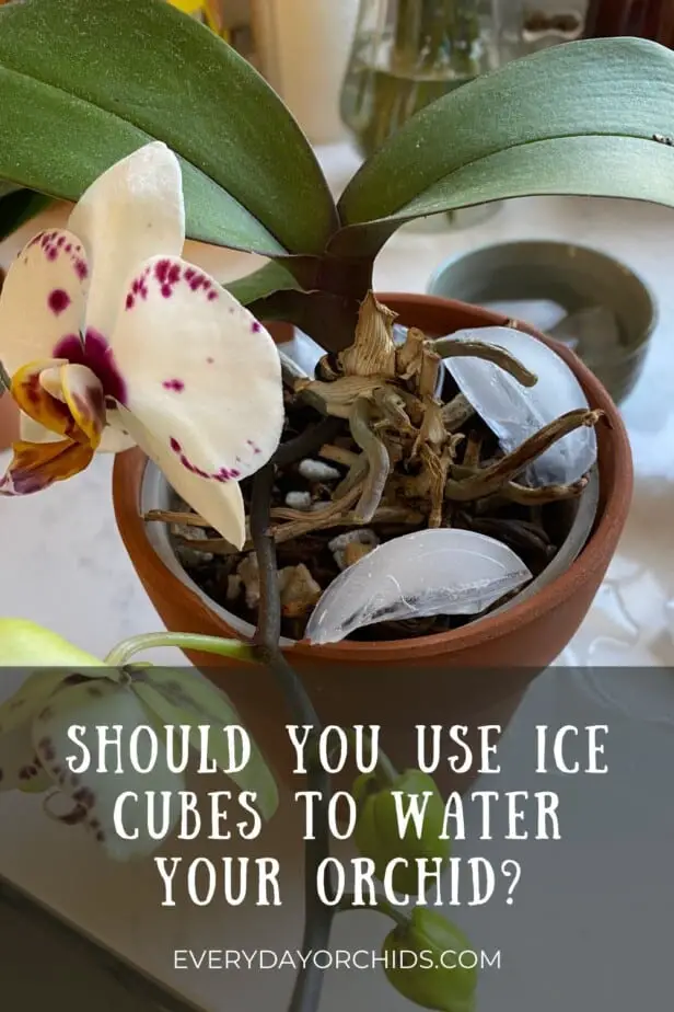 Phalaenopsis orchid pot with ice cubes on potting media