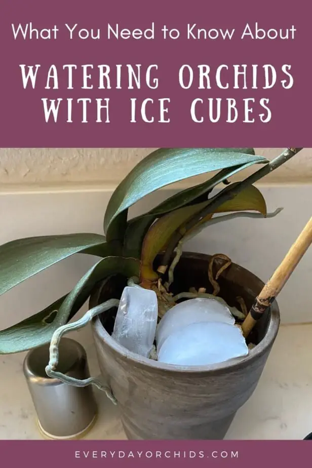 Orchid plant being watered with ice cubes