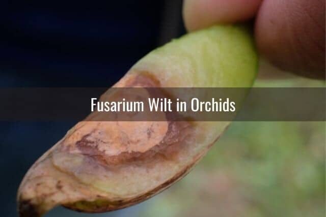 Orchid leaf with fusarium wilt