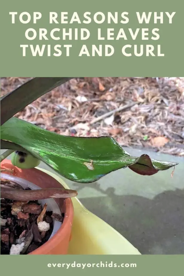 Wavy, curled orchid leaf
