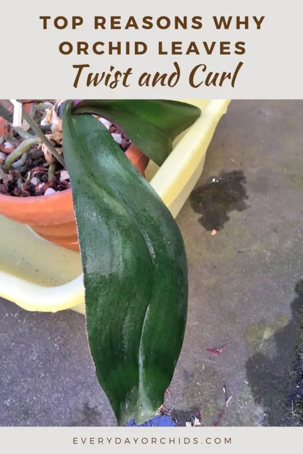 Curled, deformed orchid leaf