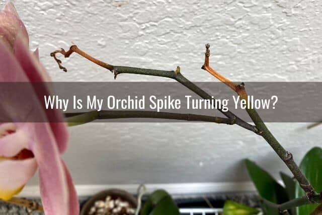 Yellowing orchid spike
