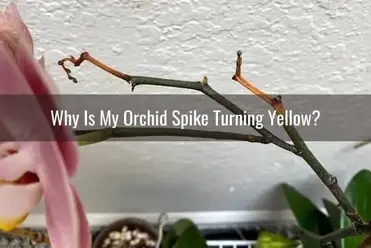 What Makes An Orchid Flower Spike Change Color Everyday Orchids