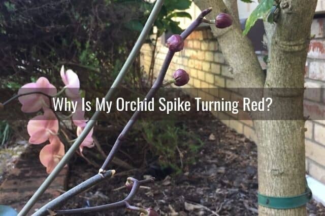 Orchid spike with red tones
