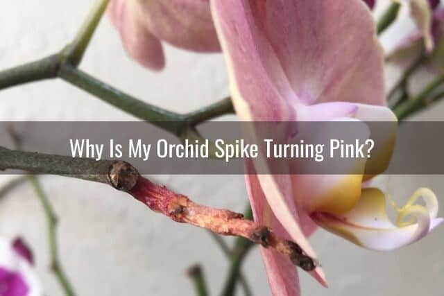 Orchid spike turning pink