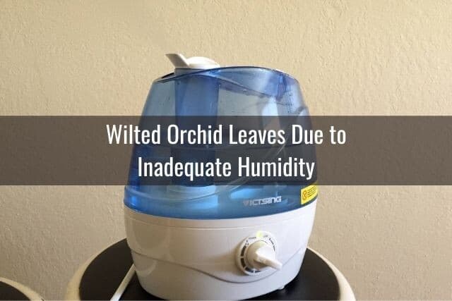 Humidifier for orchid plants