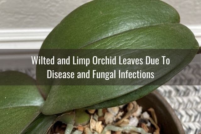 Wrinkled, wilted orchid leaves