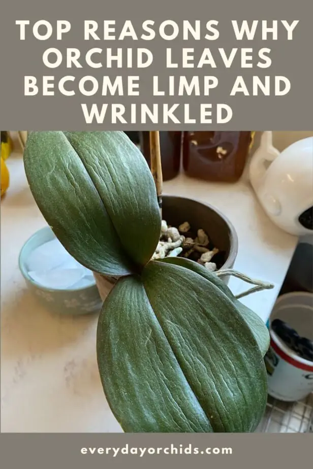 Wrinkled orchid leaves in Phalaenopsis orchid