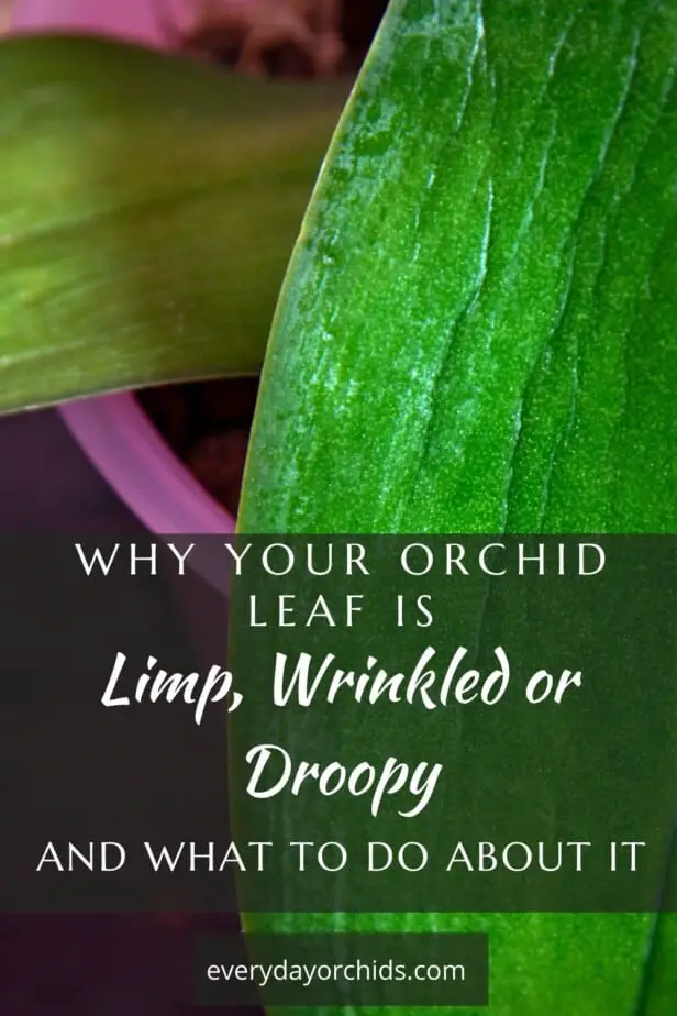 Wilted, wrinkled, limp orchid leaf