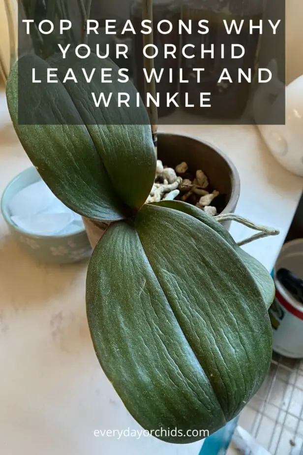 why-are-my-orchid-leaves-wilting-limp-and-wrinkled-everyday-orchids