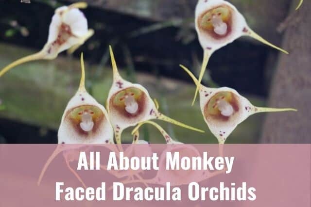 white and brown monkey faced dracula orchids