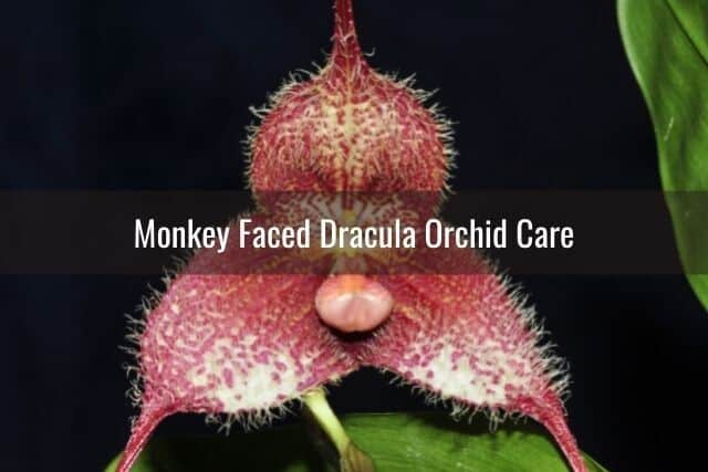 Fuzzy red monkey faced dracula orchid