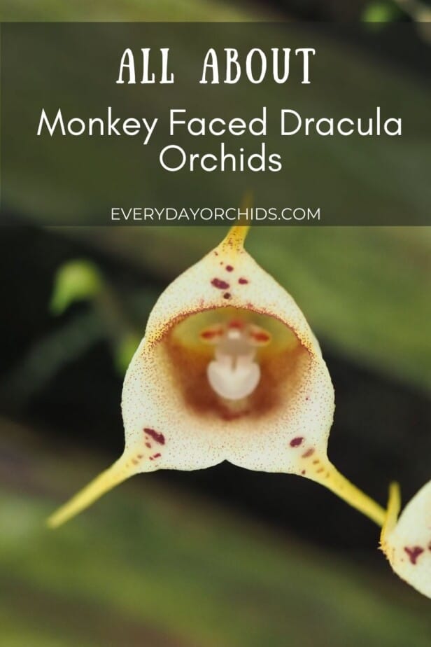 White and brown monkey faced orchid