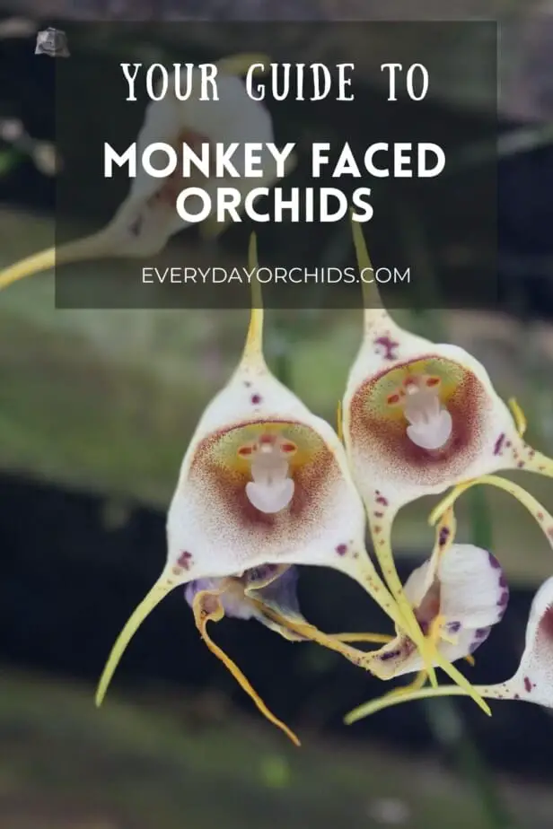 White and brown monkey faced orchid pair