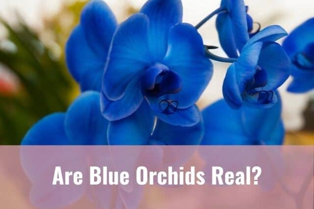 Blue Phalaenopsis orchids