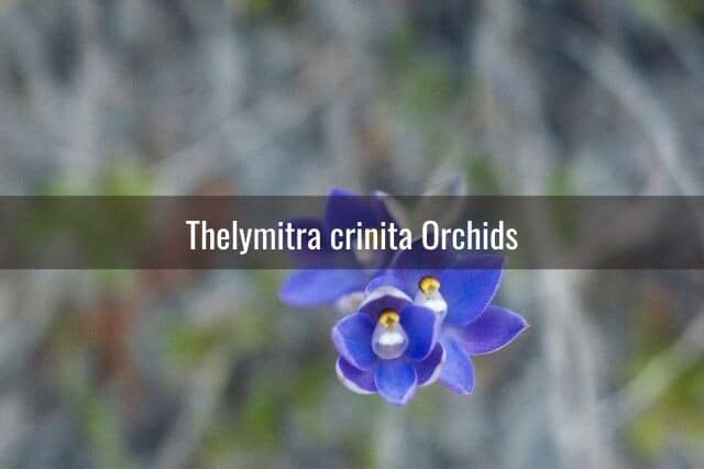 Thelymitra crinita orchid outdoors