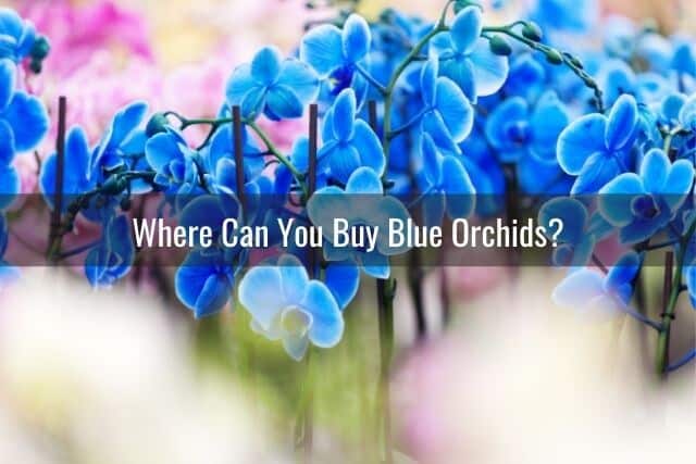 Blue orchids being sold in a store