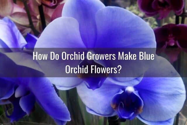 Blue colored orchid flowers