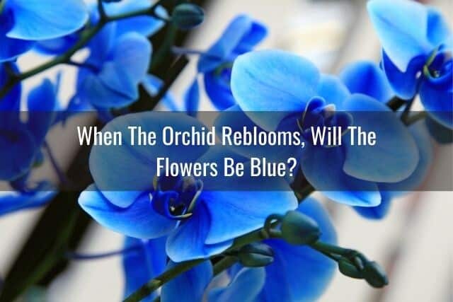 Bue dyed orchid flowers