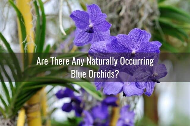 Blue vanda orchids outdoors