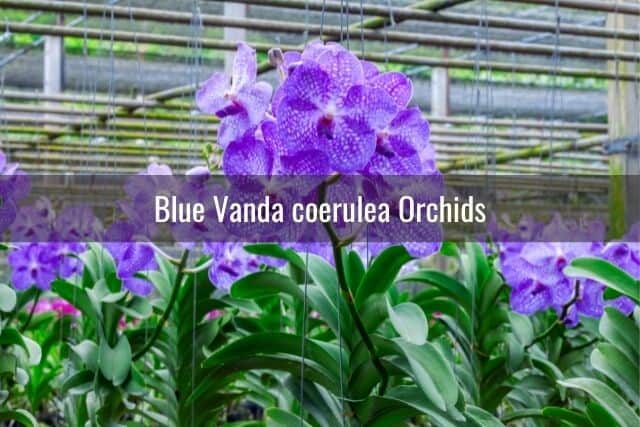 Blue vanda coerulea orchids in a greenhouse