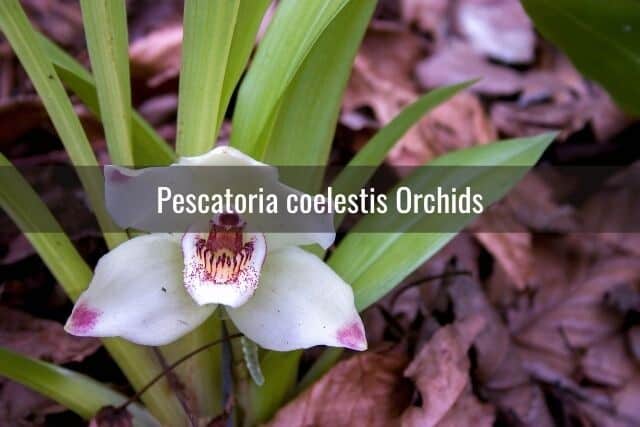 Pescatoria coelestis orchid growing outdoors