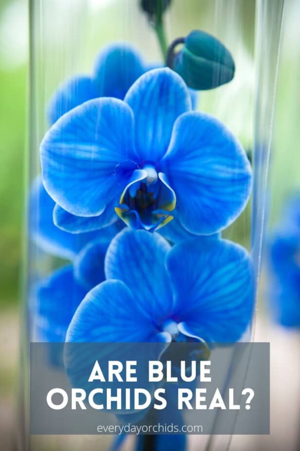 Blue orchids in vase