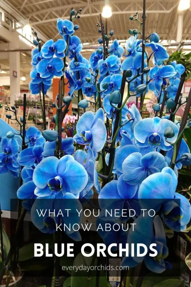 Blue orchids being sold in a store