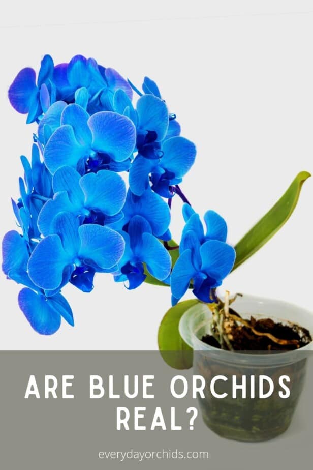 Potted blue Phalaenopsis orchid