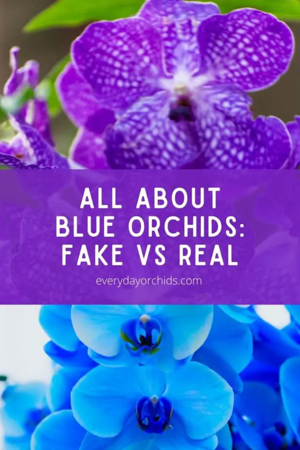 Blue vanda orchids and blue phaenopsis orchids