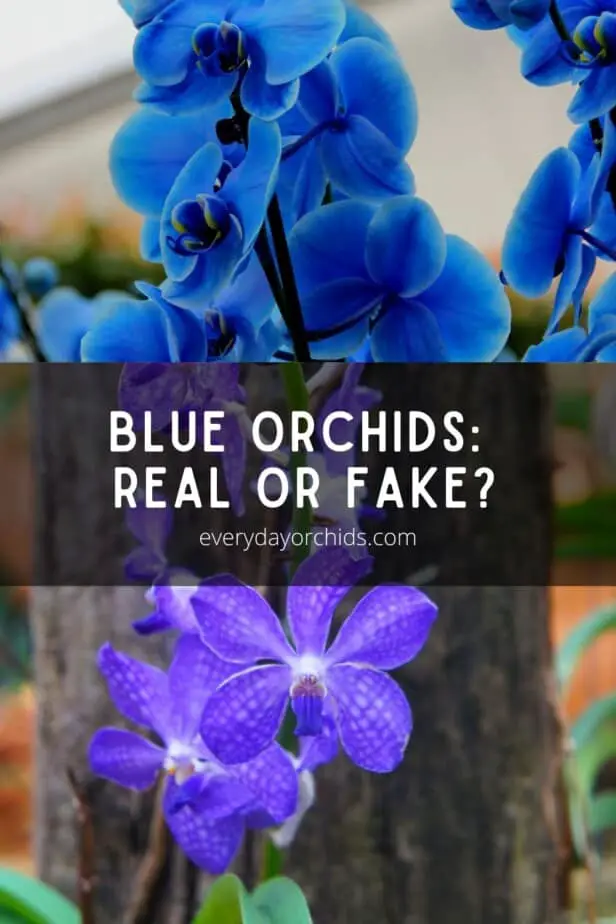 Blue orchid real or fake