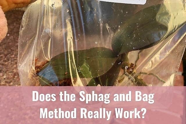Orchid in bag with sphagnum moss for sphag and bag method