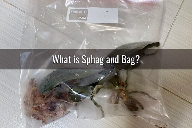 Orchid in bag with sphagnum moss for sphag and bag method