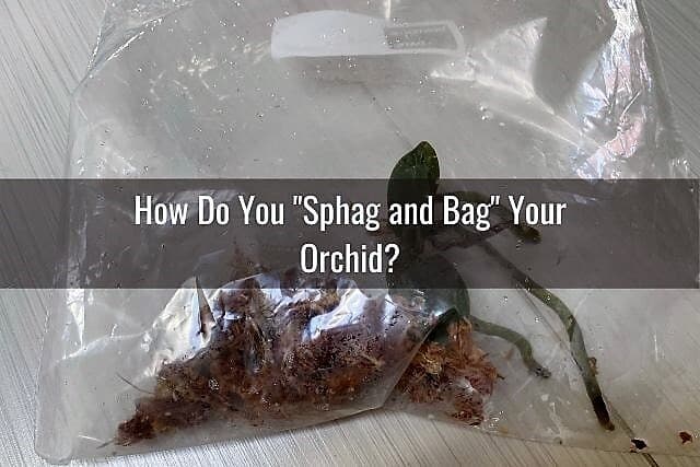 Orchid using sphag and bag method in plastic bag with sphagnum moss
