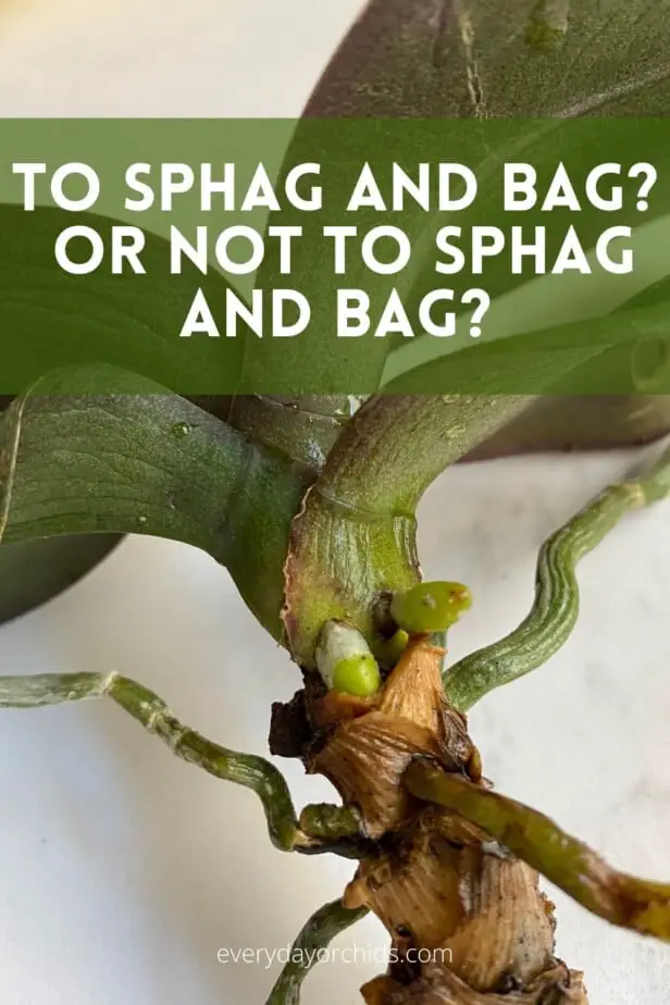 Orchid growing roots using sphag and bag method