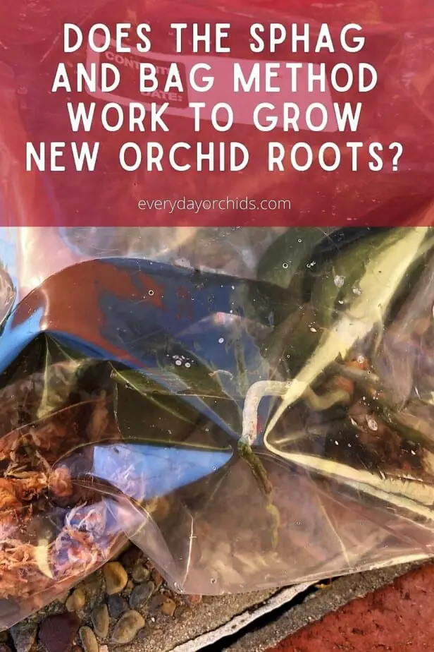 Orchid in plastic bag with sphagnum moss
