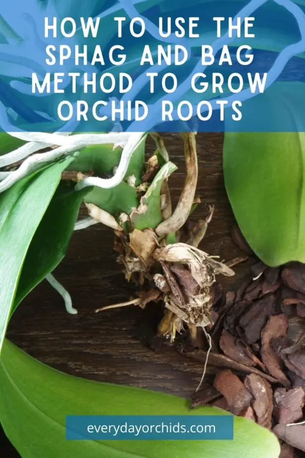 Does the Sphag and Bag Method Really Work for Orchids? - Everyday Orchids