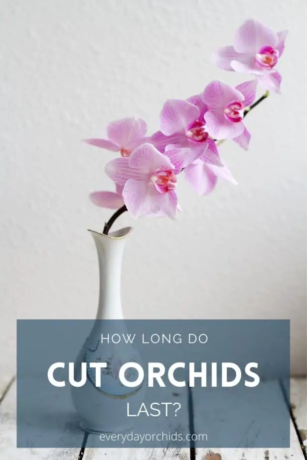 Pink cut orchid blooms in white vase