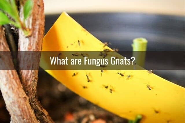 Fungus gnats trapped on yellow sticky trap in a plant pot