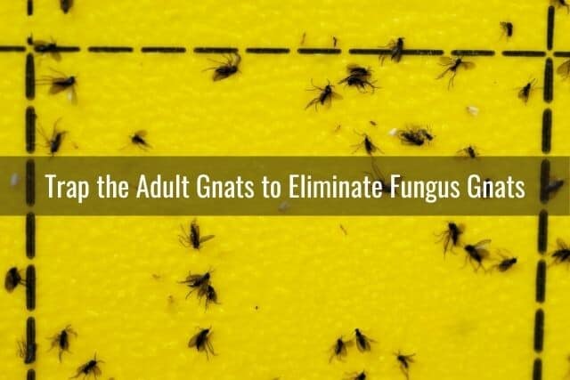 Adult fungus gnats trapped on yellow sticky trap