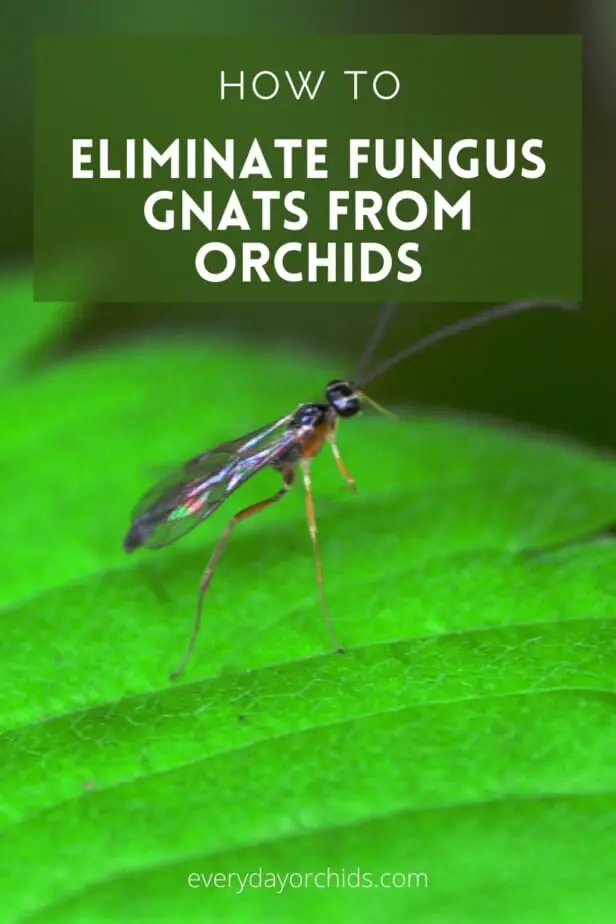 Close up of fungus gnat on orchid leaf