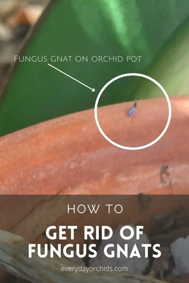 Close up of fungus gnat on orchid pot