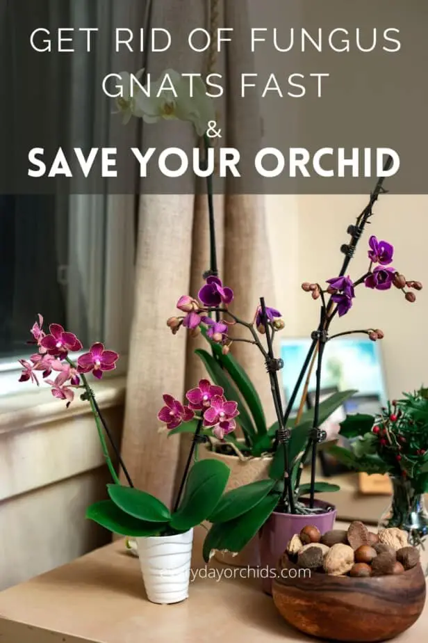 Orchids grouped together on a table