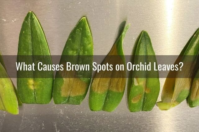 Row of orchid leaves with brown discoloration