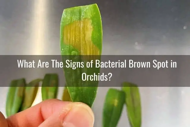 Person holding orchid leaf with bacterial brown spot