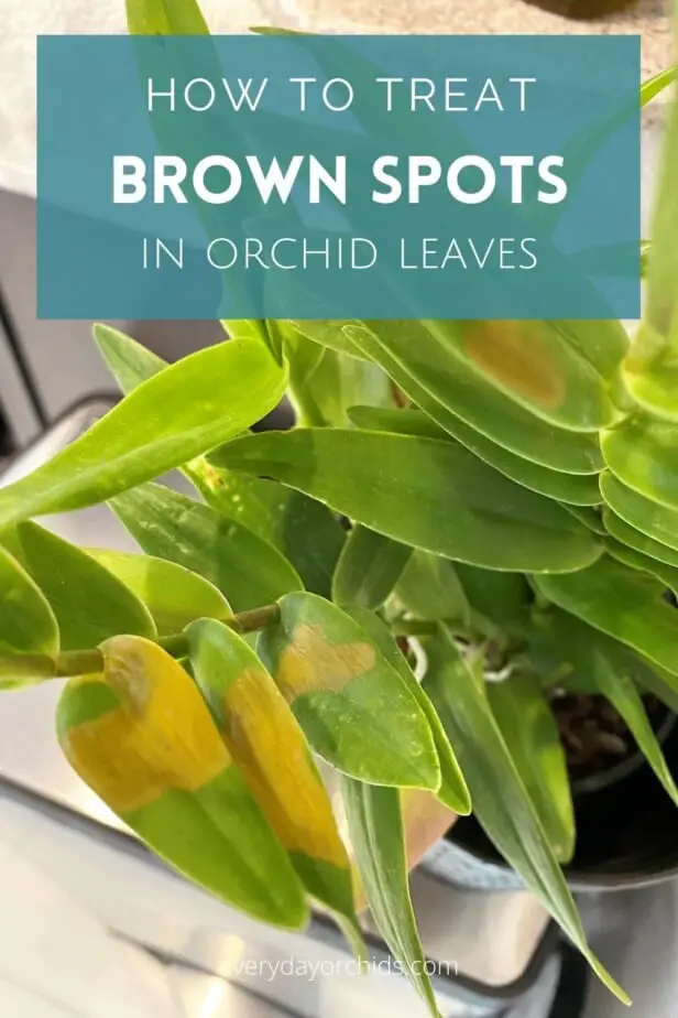 Orchid leaves with brown spots