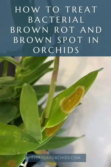 How To Treat Brown Spots And Rot On Orchid Leaves Everyday Orchids