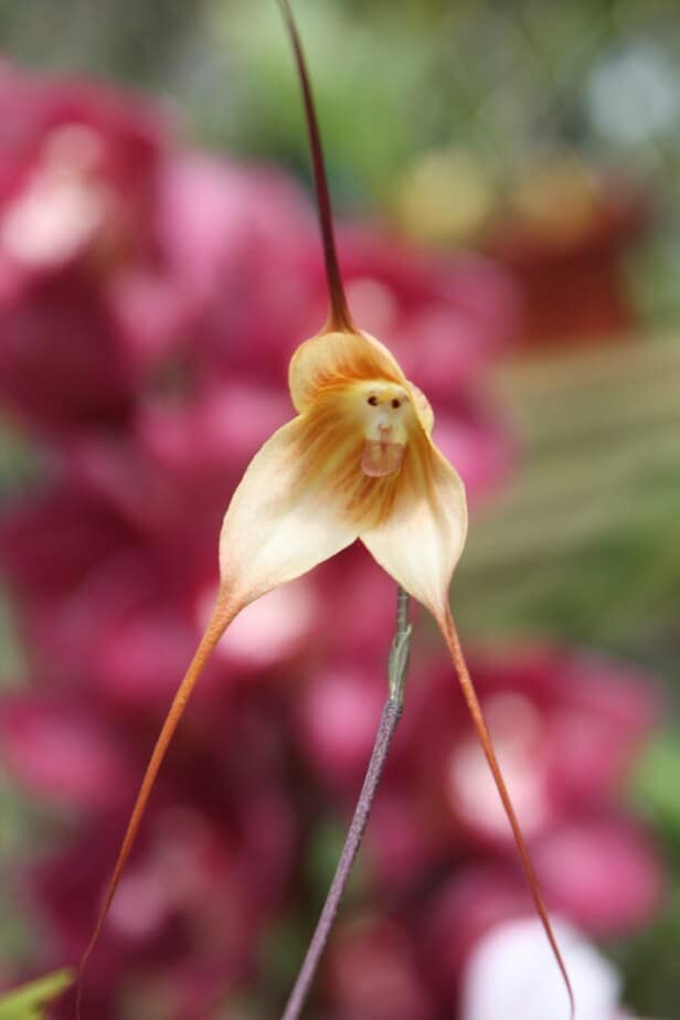 monkey faced dracula orchid
